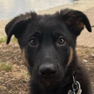 Moose
