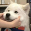 饺子