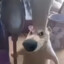 大厨