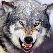 wolfhunter23