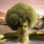 Faze broccoli