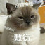 悲伤小番薯