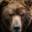 Ursus