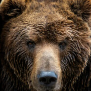 Ursus