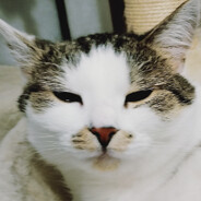 Kabelbezprzewodowyskins.army