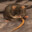 MICCARONI avatar