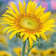 春风又绿江南岸