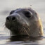Seal Of The Bog