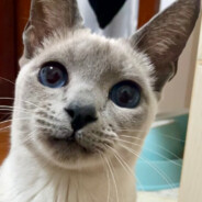 刘 铁 蛋 ★★★