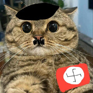 тупой кот