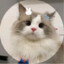 这是个猫猫