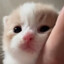 反差萌