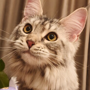 哈基悦悦，南北绿豆