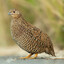 old world quail