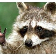 Racoon