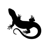wh1telizard