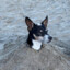 Condescending Beach dog
