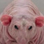 The Giant Rat