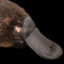 Platypus