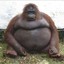 fat chimp