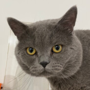 奥运百米自由泳救生员