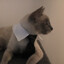 Mr Meowy