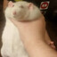 Bungus