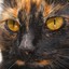 tortoiseshell cat