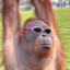 MichaeltheMonkey