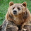 HappyKodiakBear