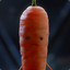 Big Dirty Carrot