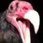 Quigmman the Turkey Vulture