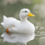What the duck