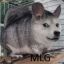 MLG DOGE