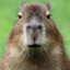 Capybara