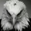 theEagle ♛