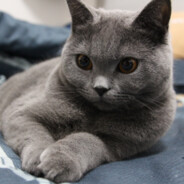 冰冰冰冰冷的文字