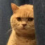橘猫