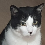 Chimei-teki avatar