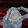 Griffith