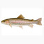 Trout