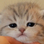 Демон тумана