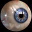Roam Choroid
