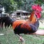 GameFowl_FOR SALE