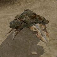 mudcrab_unique