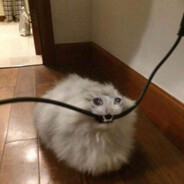 New york | kot provoda grizet