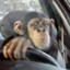 Cruising Monkey