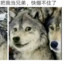 画华