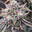 inTH3jungle