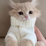 c𝐚𝒕ฅ^•ﻌ•^ฅ